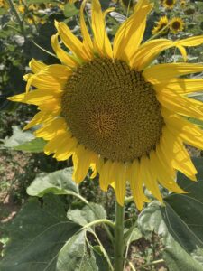 Tournesol